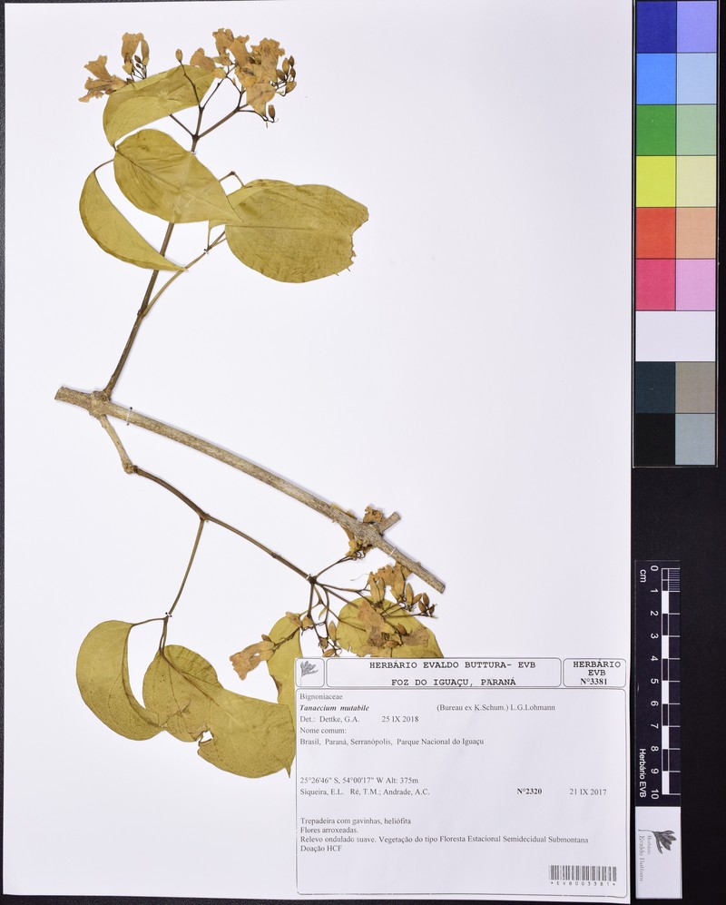 Fridericia mutabilis photo 6