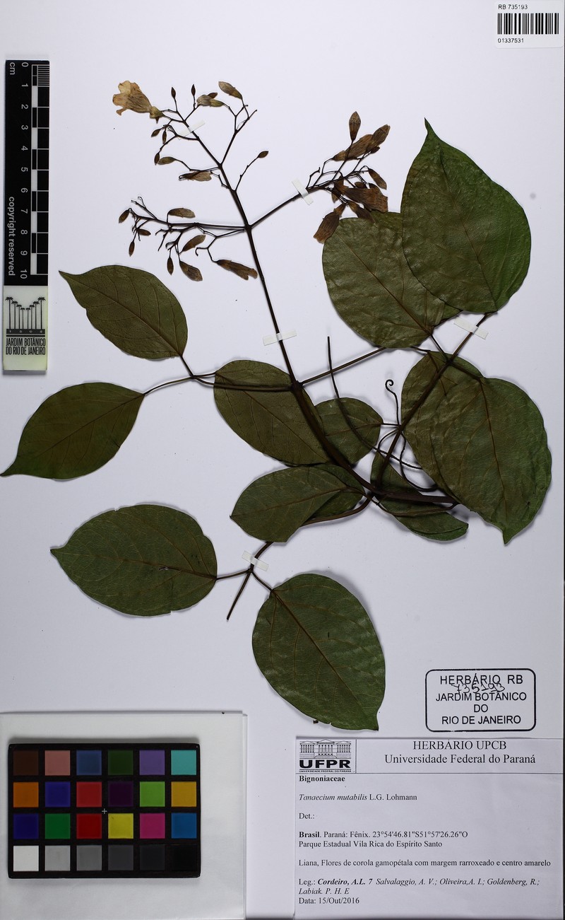 Fridericia mutabilis photo 7