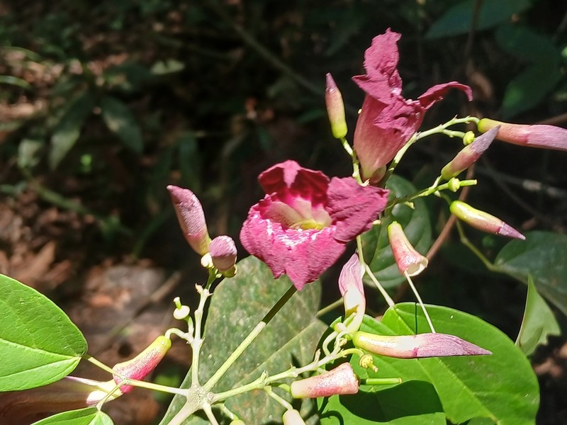 Fridericia resinosa