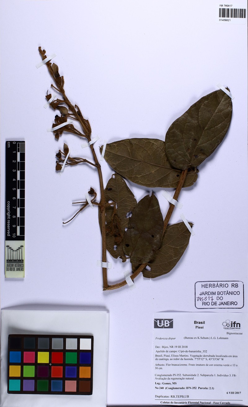 Fridericia trichoclada
