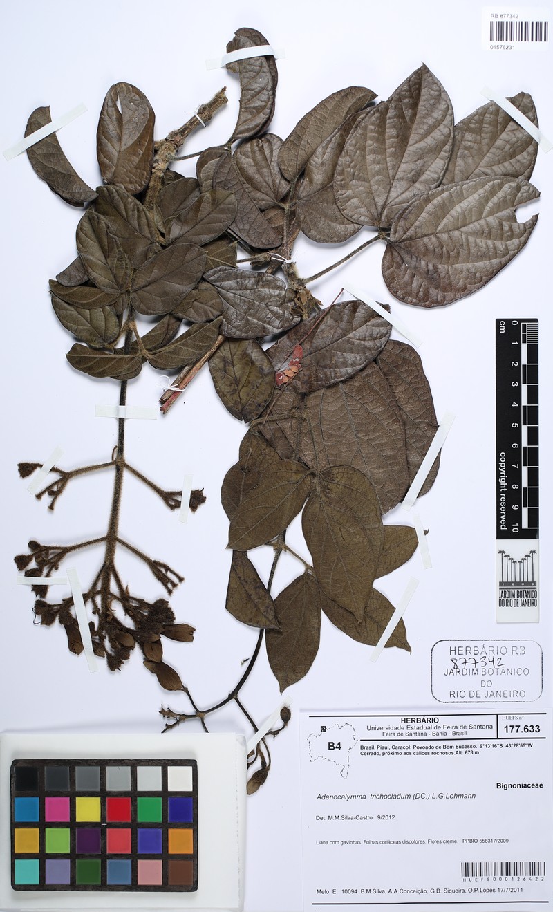 Fridericia trichoclada photo 2