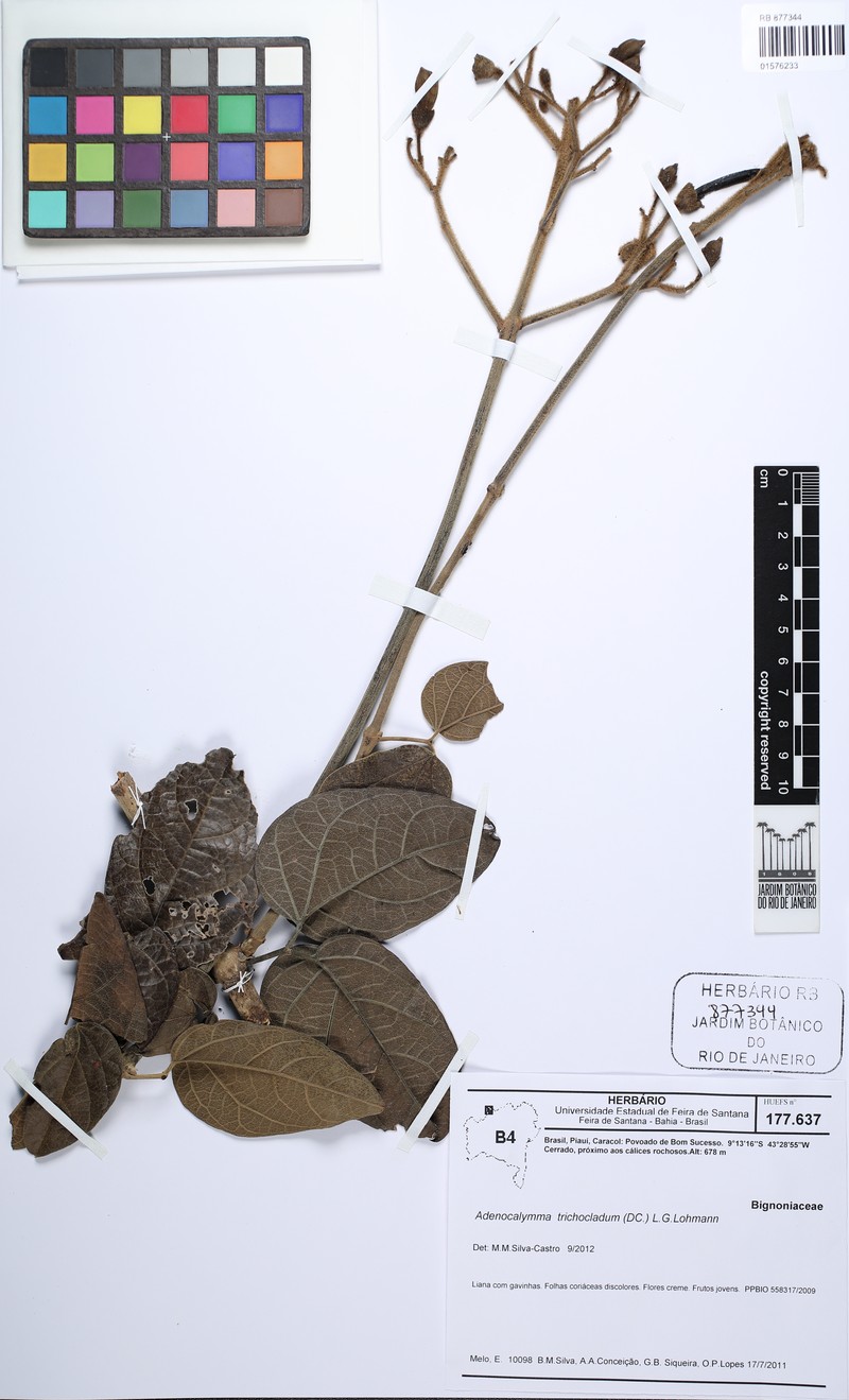 Fridericia trichoclada photo 3