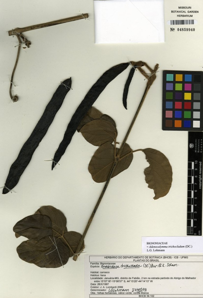 Fridericia trichoclada photo 4