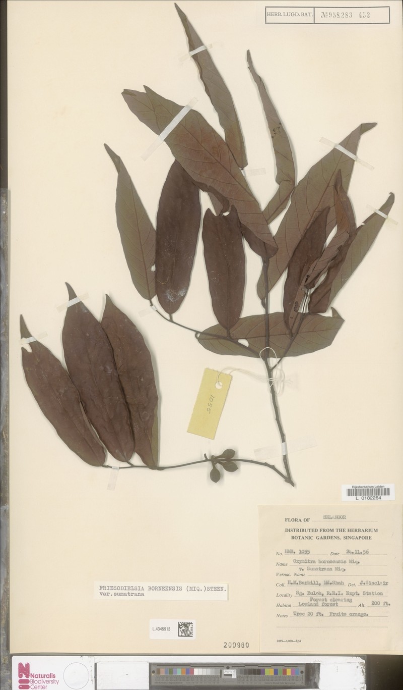 Friesodielsia borneensis var. sumatrana