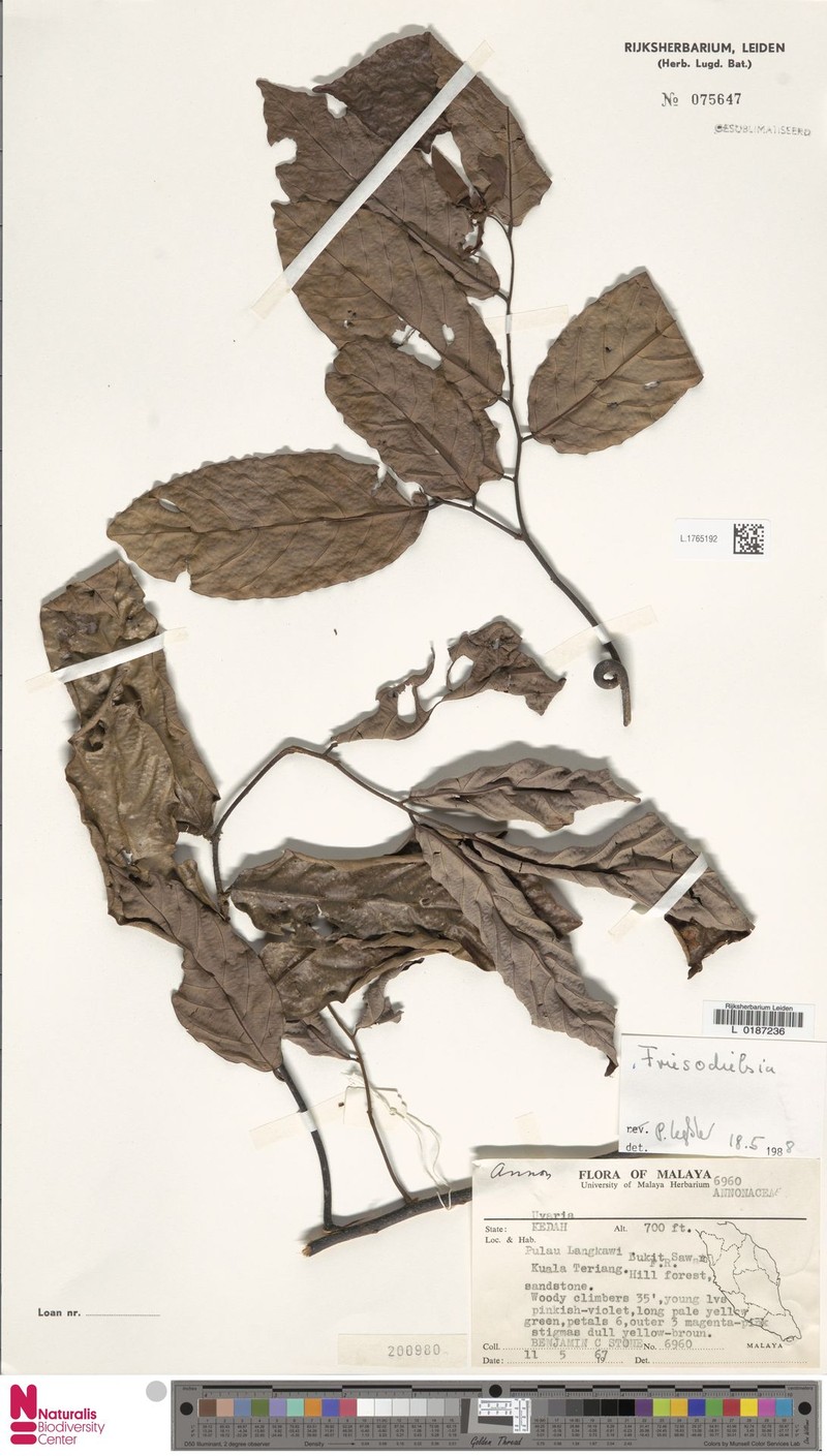 Friesodielsia glabra