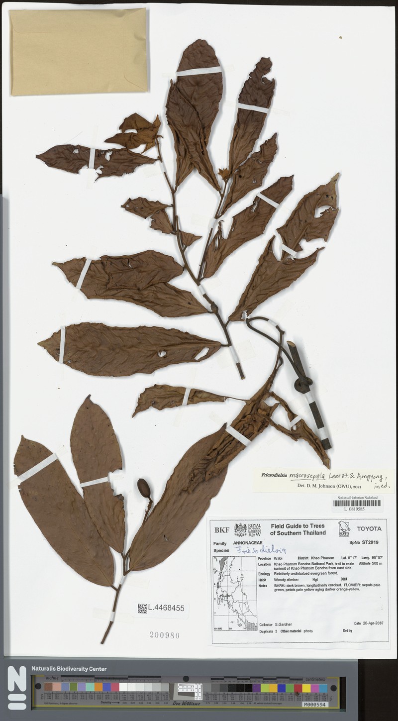 Friesodielsia macrosepala