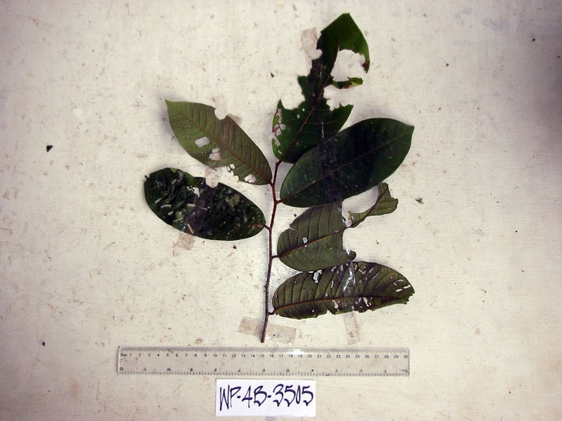 Friesodielsia subaequalis