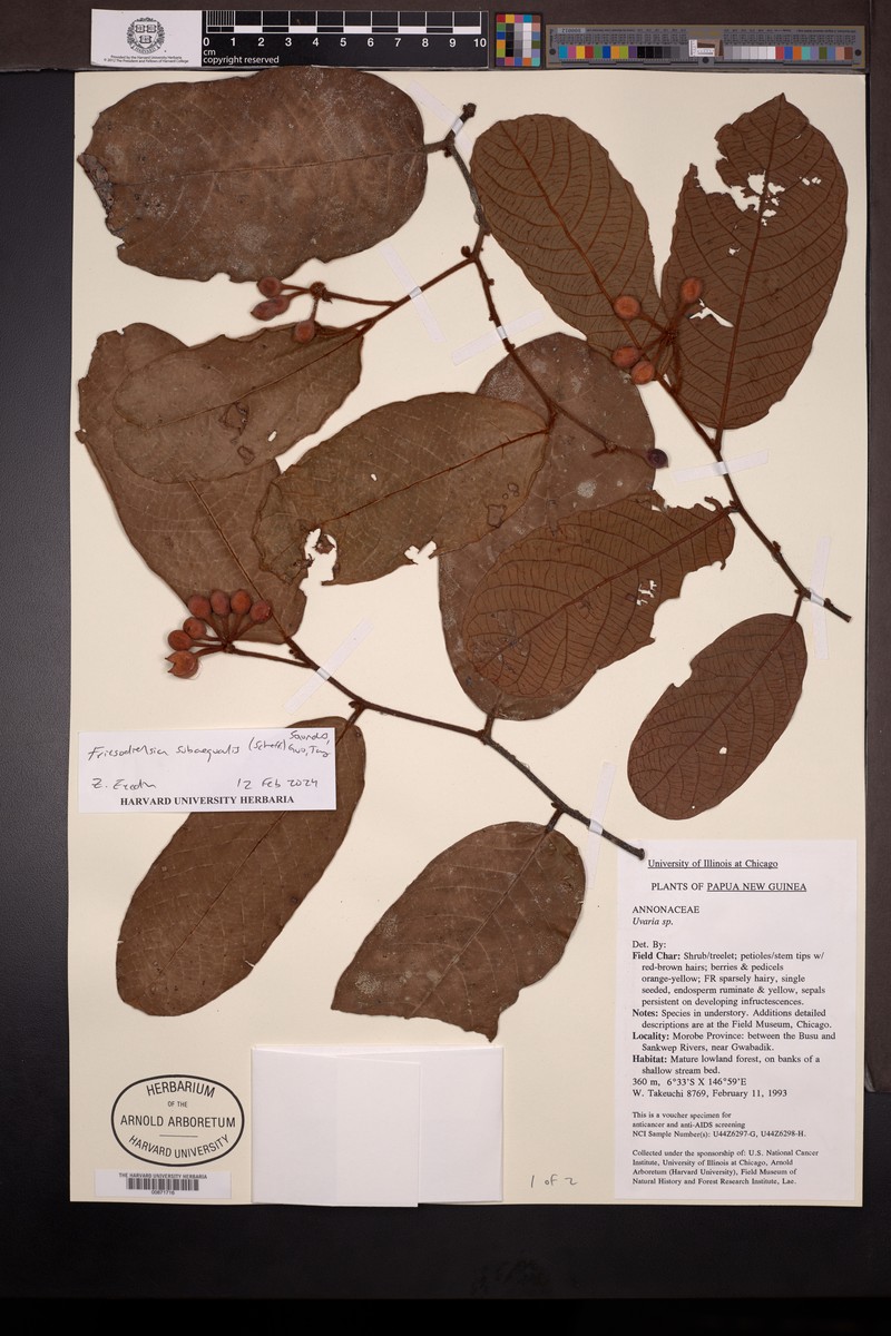 Friesodielsia subaequalis photo 2