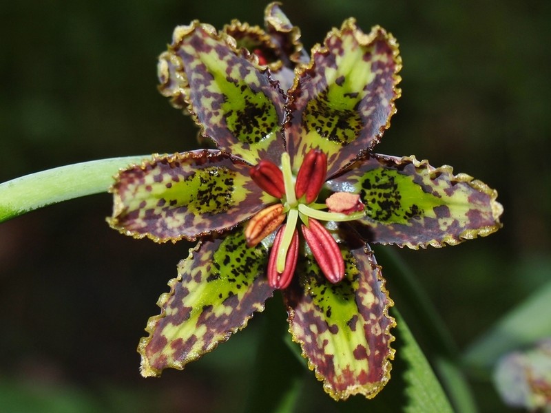 Checker Lily