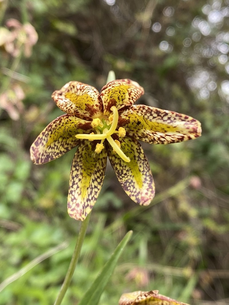 Checker Lily photo 2