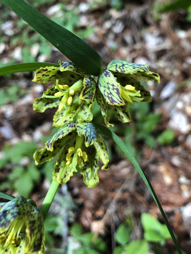 Checker Lily photo 3