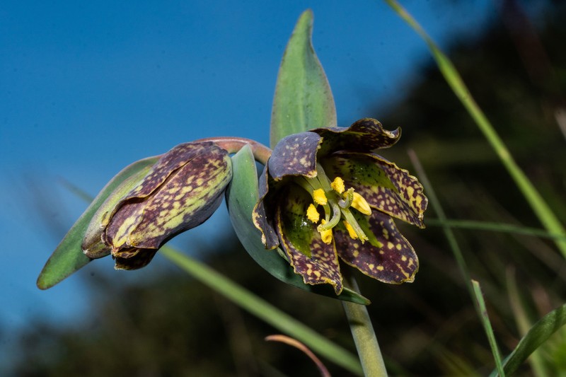 Checker Lily photo 4