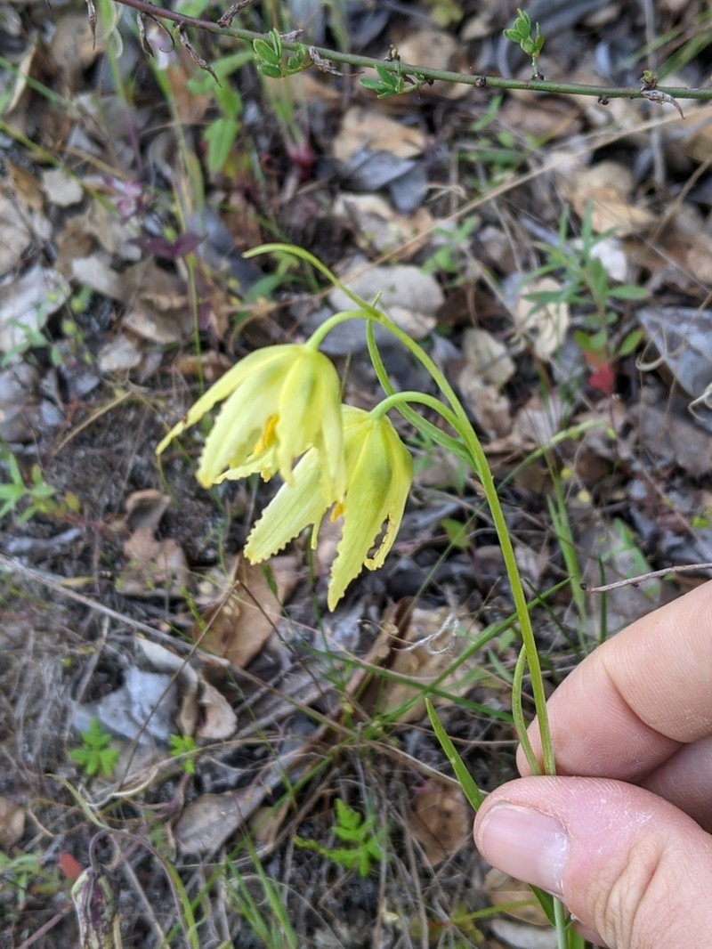 Checker Lily photo 5