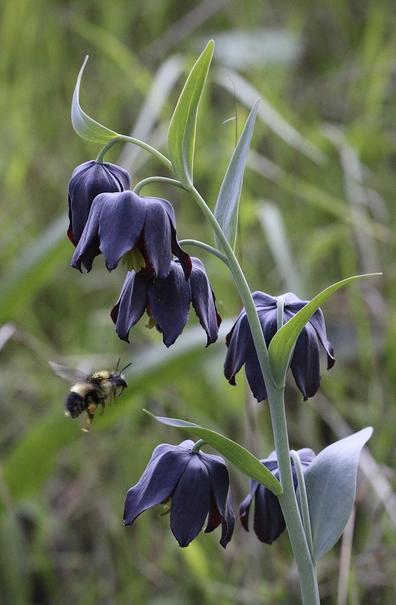 Checker Lily photo 6