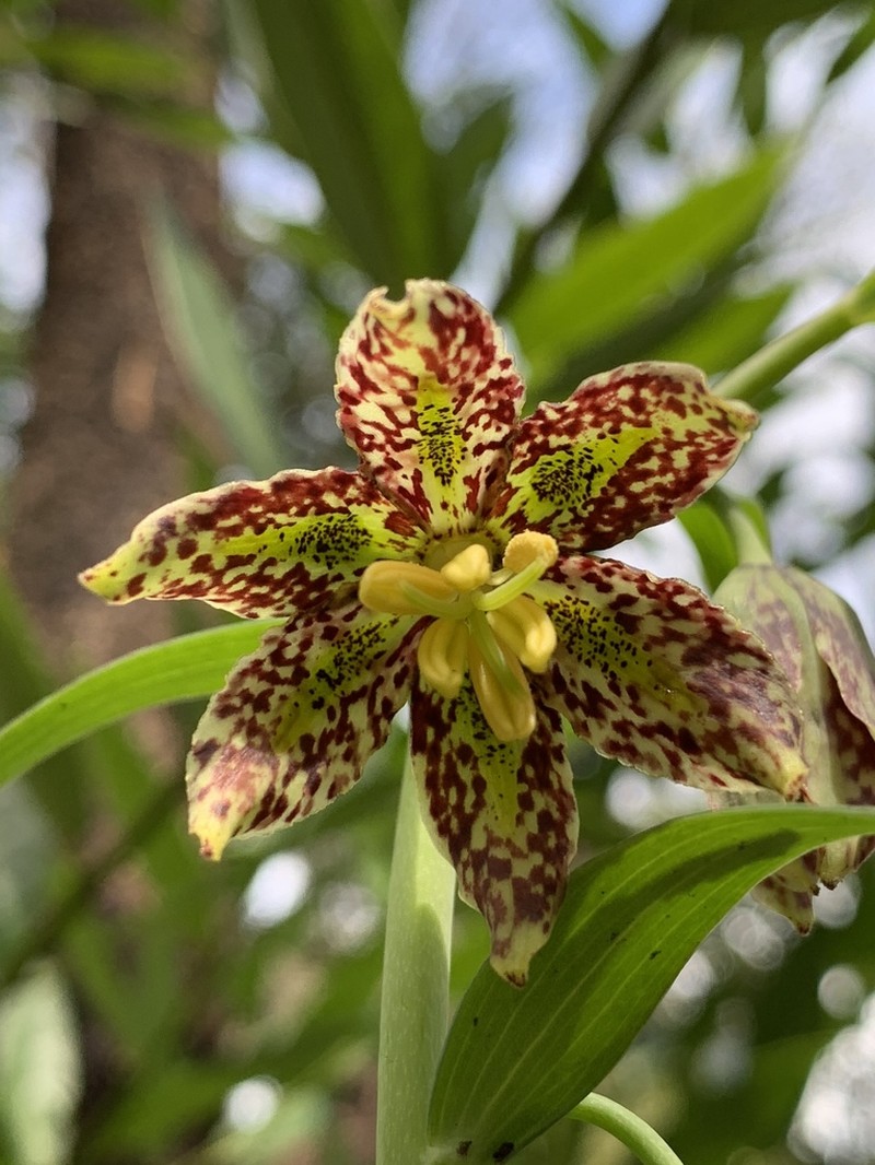 Checker Lily photo 7