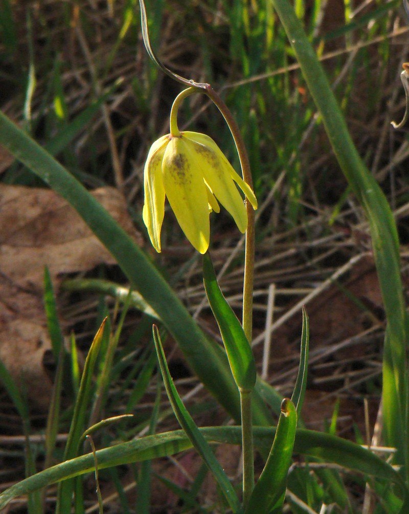 Checker Lily photo 8