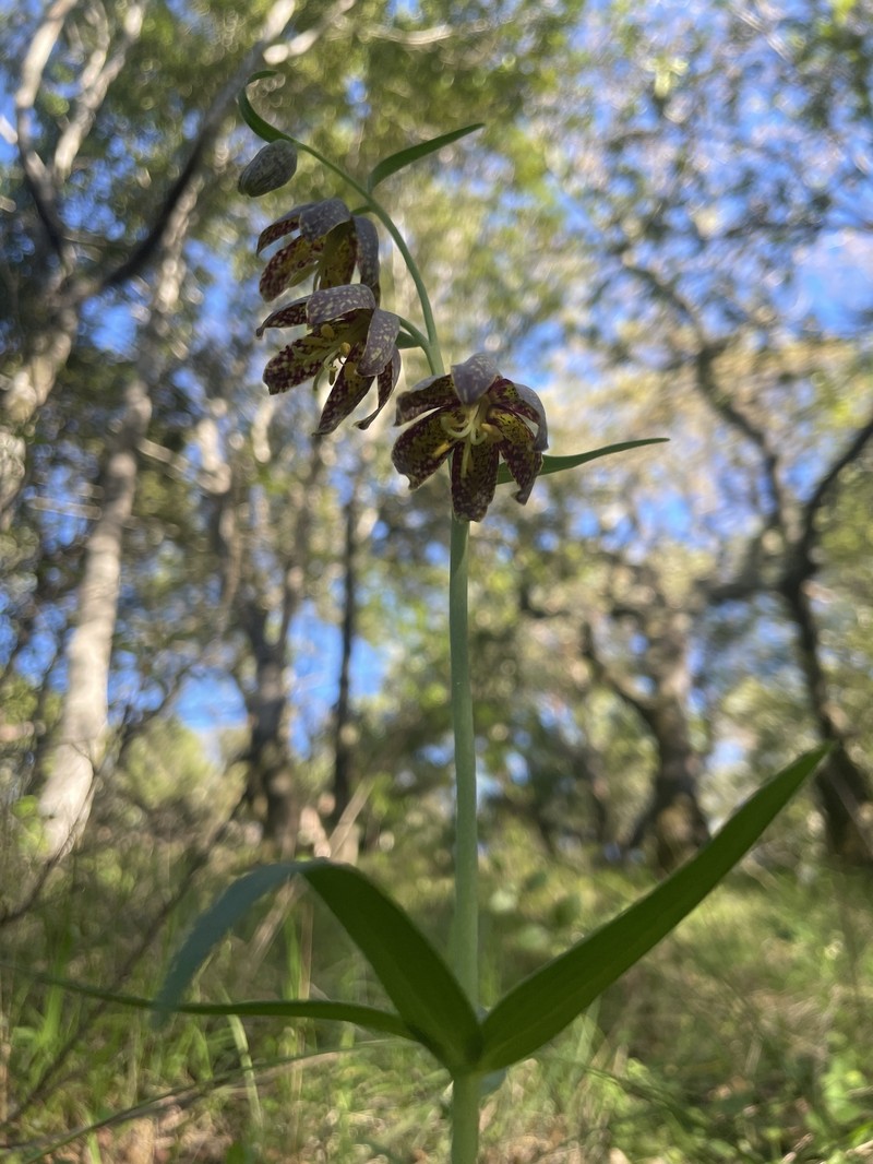 Fritillaria affinis var. affinis photo 2
