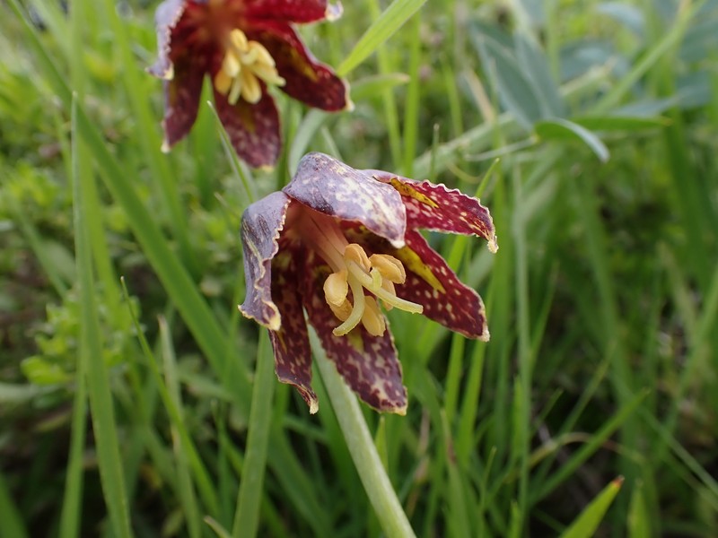 Fritillaria affinis var. affinis photo 3