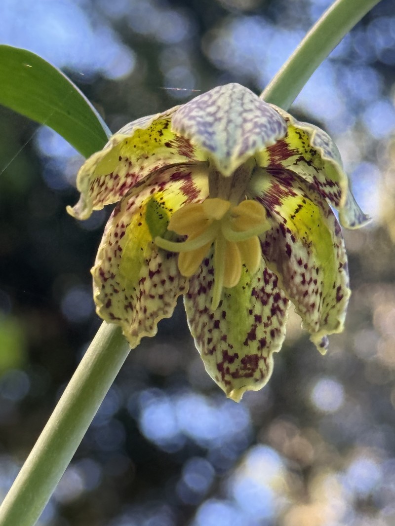 Fritillaria affinis var. affinis photo 4