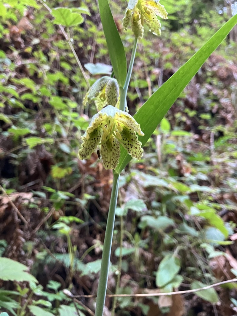 Fritillaria affinis var. affinis photo 5