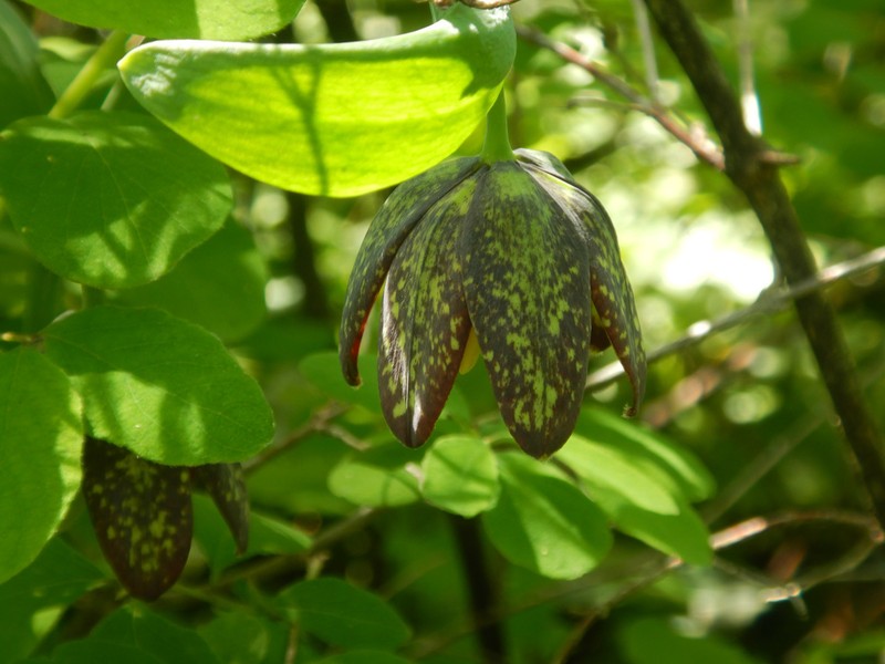 Fritillaria affinis var. affinis photo 6