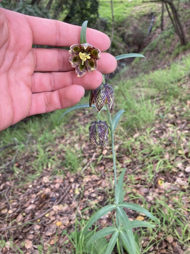 Fritillaria affinis var. affinis photo 7