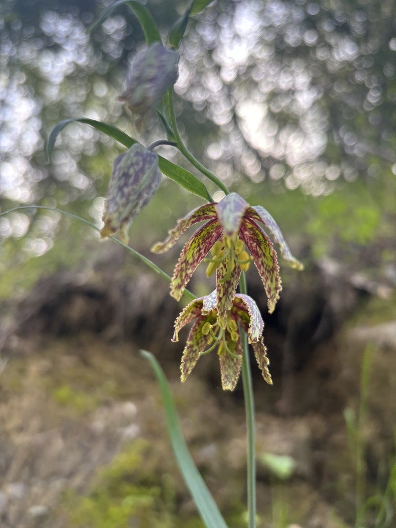 Fritillaria affinis var. affinis photo 8