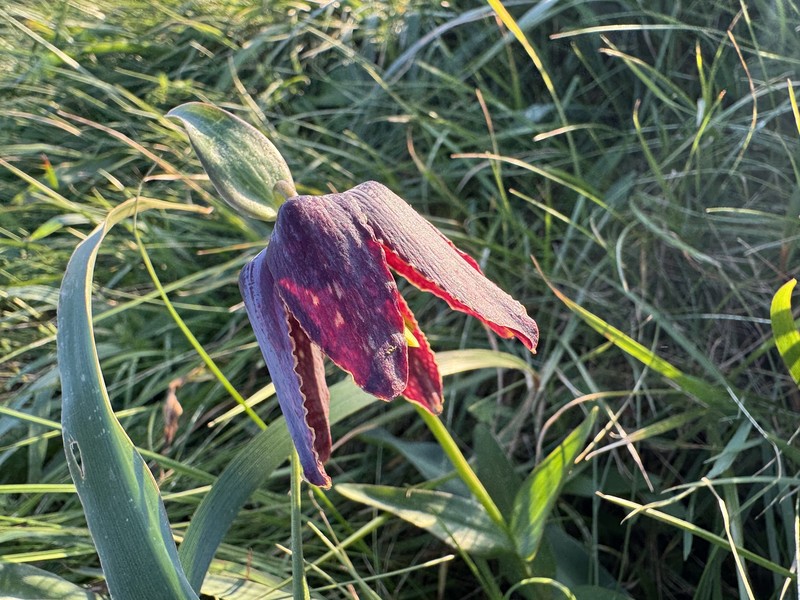 Fritillaria affinis var. tristulis