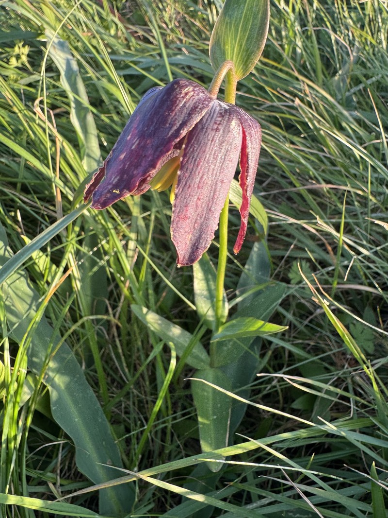 Fritillaria affinis var. tristulis photo 2