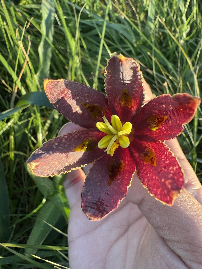 Fritillaria affinis var. tristulis photo 3