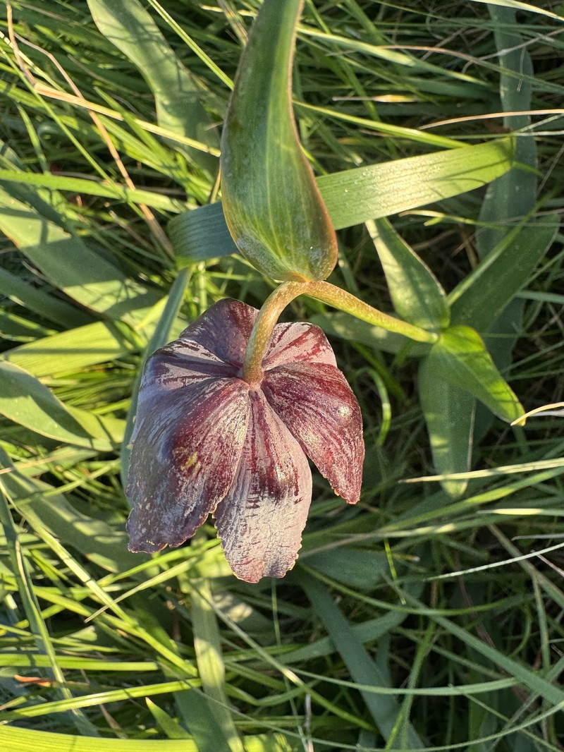 Fritillaria affinis var. tristulis photo 4