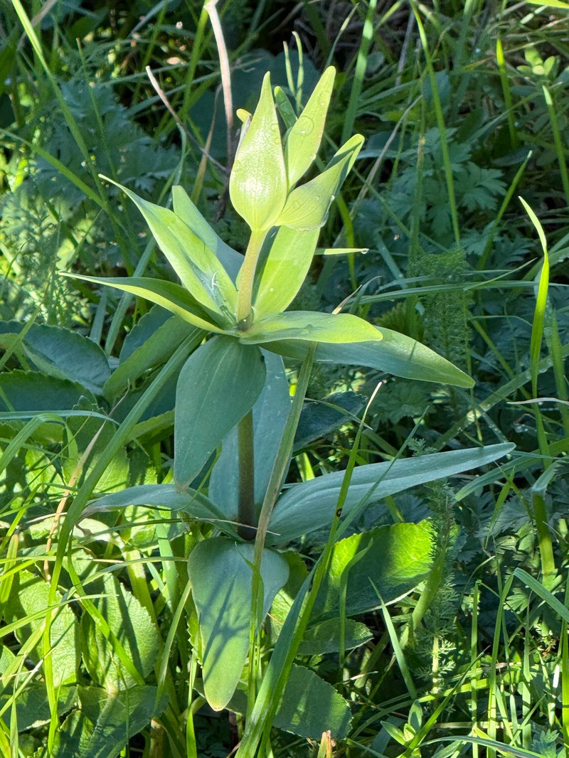 Fritillaria affinis var. tristulis photo 5