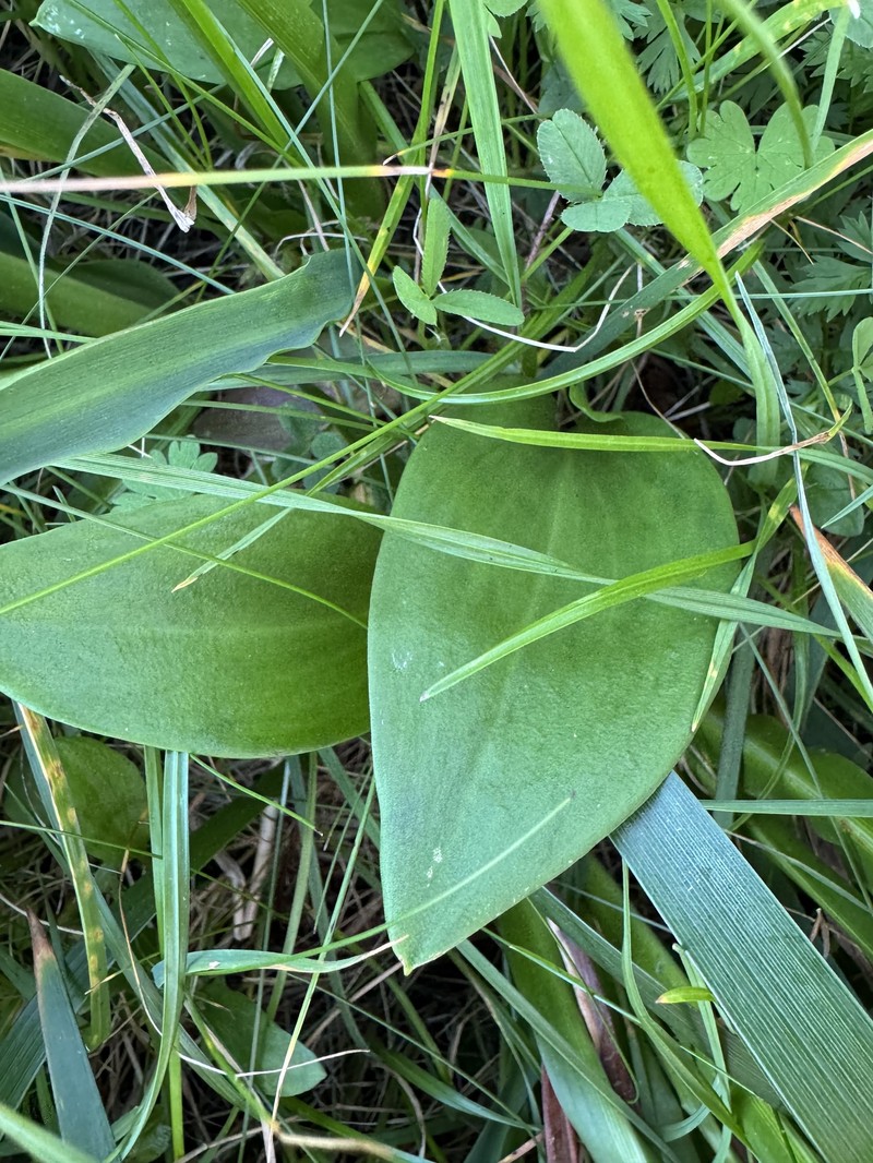 Fritillaria affinis var. tristulis photo 6