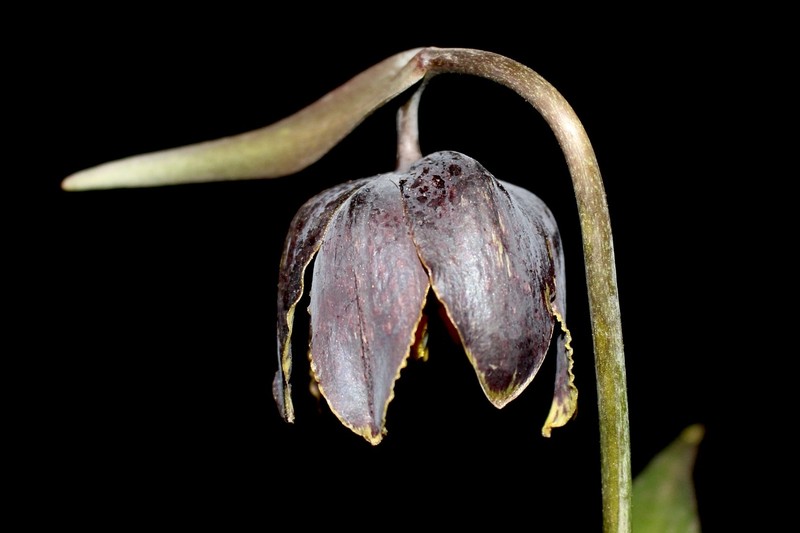 Fritillaria affinis var. tristulis photo 7