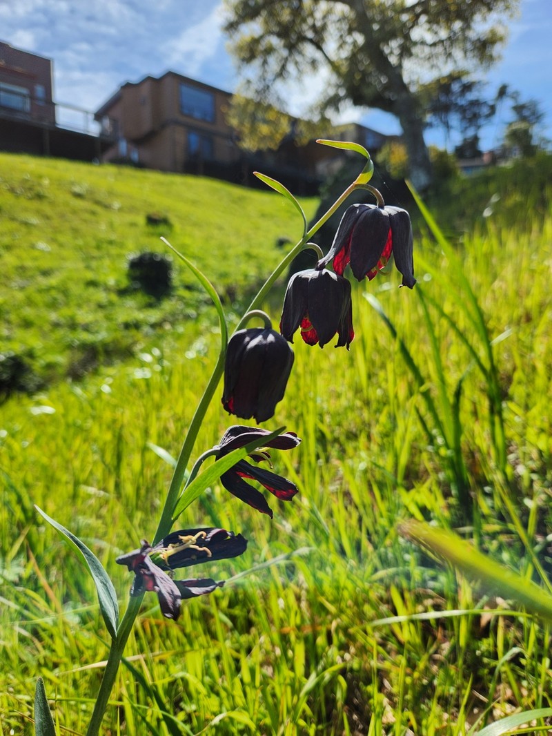 Fritillaria affinis var. tristulis photo 8
