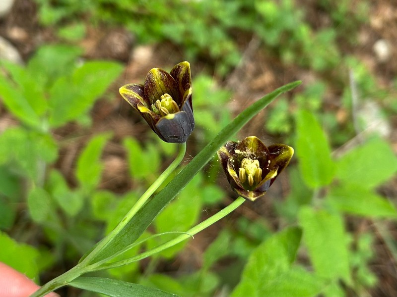 Fritillaria asumaniae