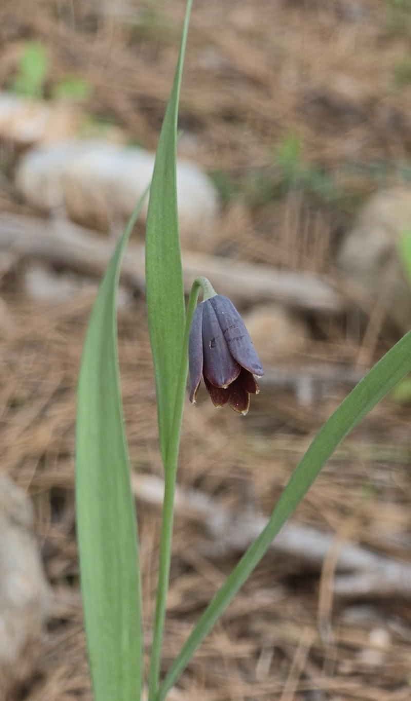 Fritillaria asumaniae photo 2