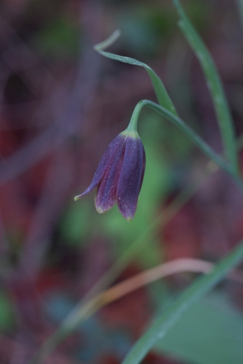 Fritillaria asumaniae photo 3
