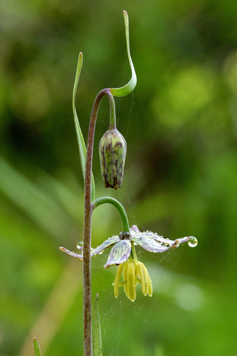 Spotted Fritillary photo 3