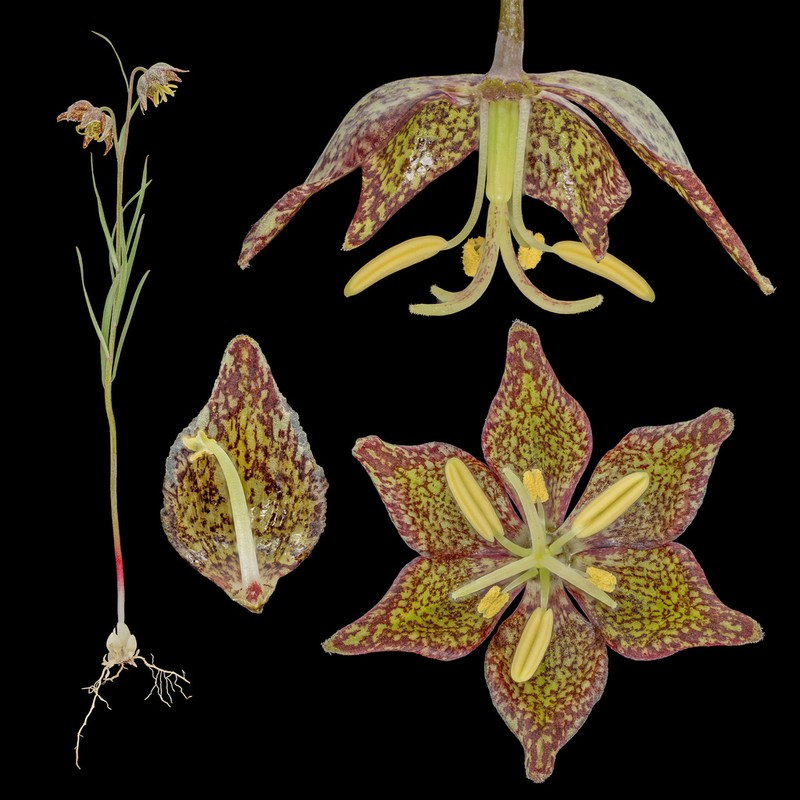 Spotted Fritillary photo 4