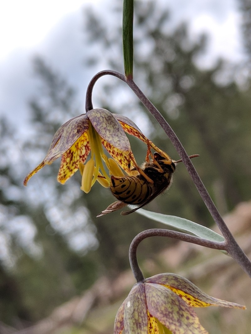 Spotted Fritillary photo 5