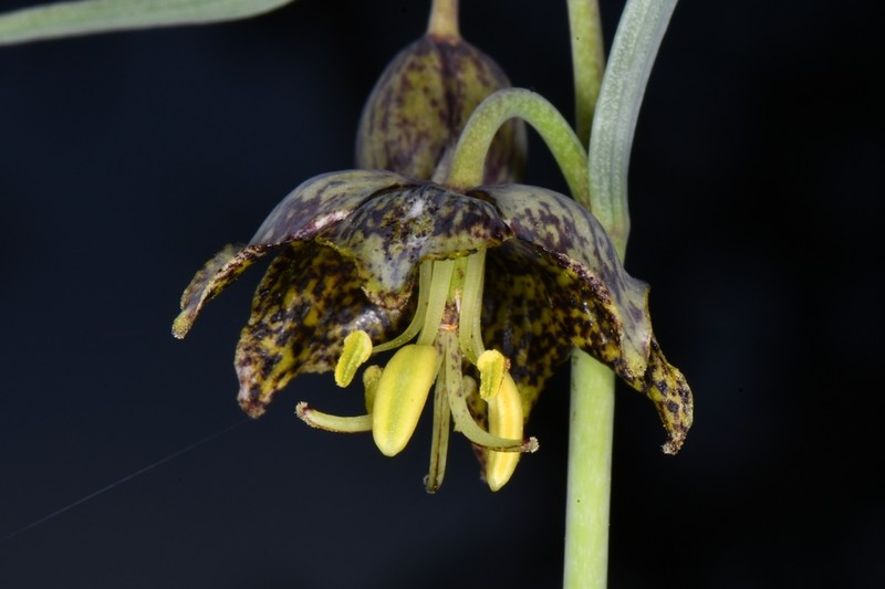 Spotted Fritillary photo 6
