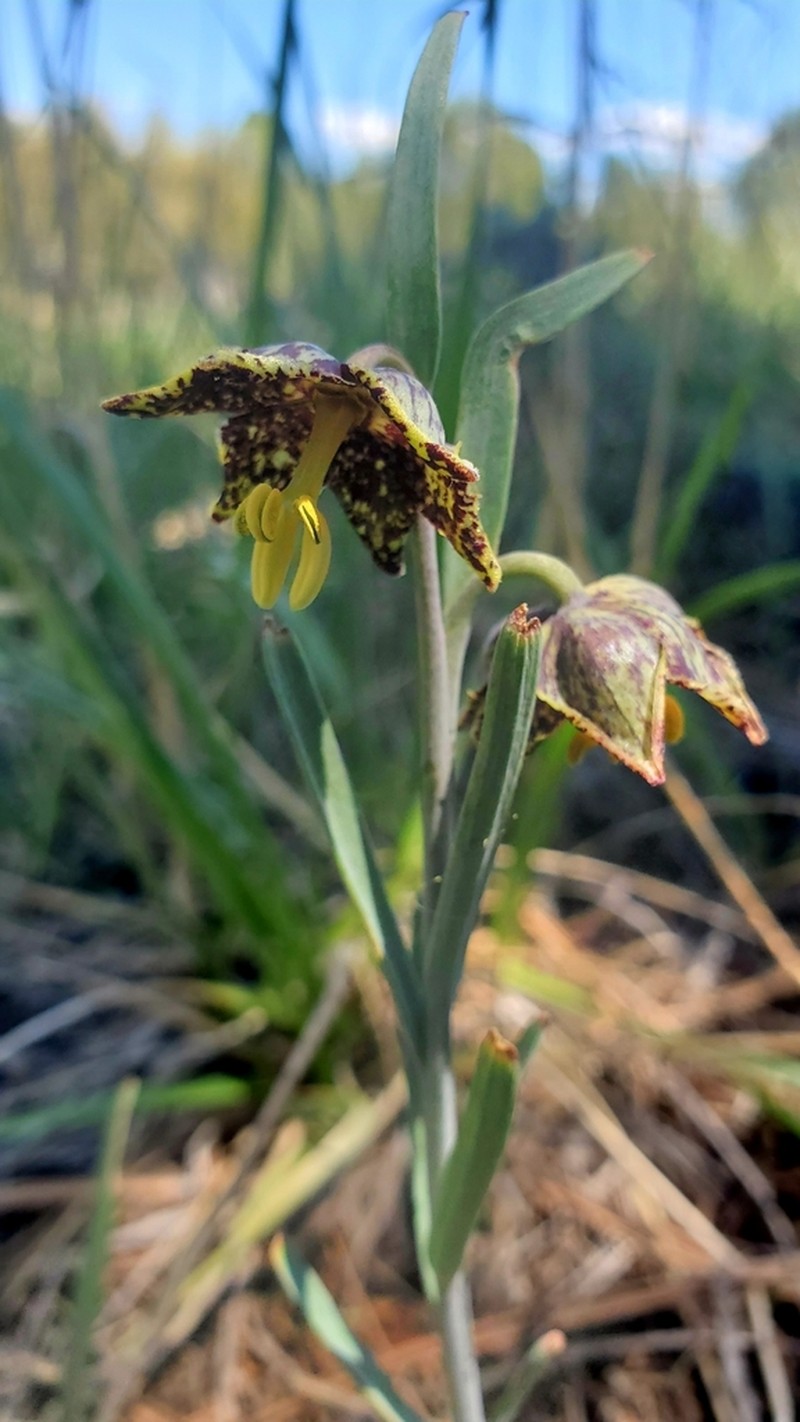 Spotted Fritillary photo 8