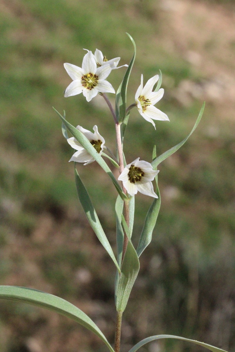 Fritillaria baisunensis