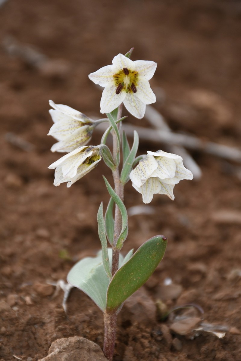 Fritillaria baisunensis photo 3