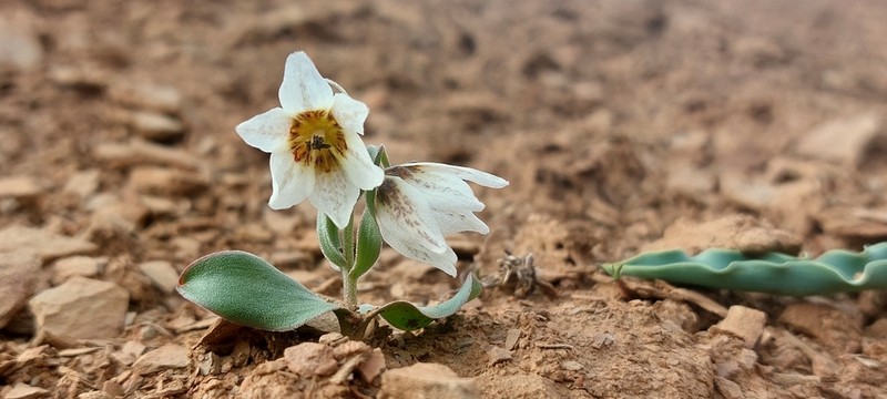 Fritillaria baisunensis photo 4