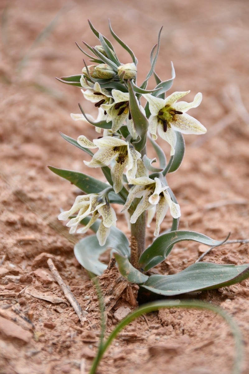 Fritillaria baisunensis photo 5