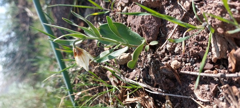 Fritillaria baisunensis photo 6