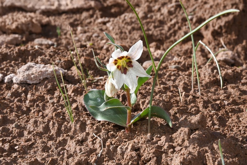Fritillaria baisunensis photo 7
