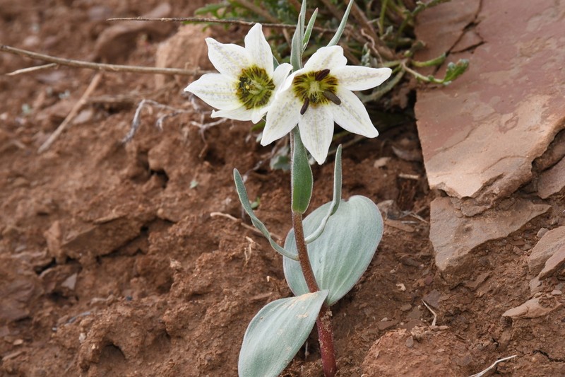 Fritillaria baisunensis photo 8